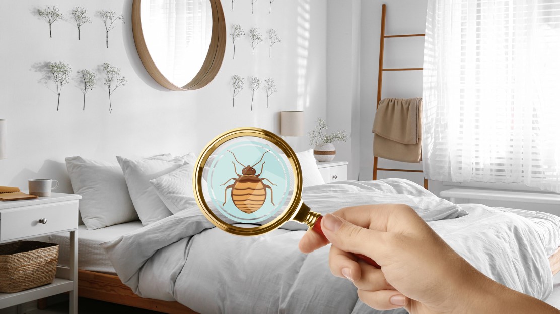 How to Get Rid of Bed Bugs?